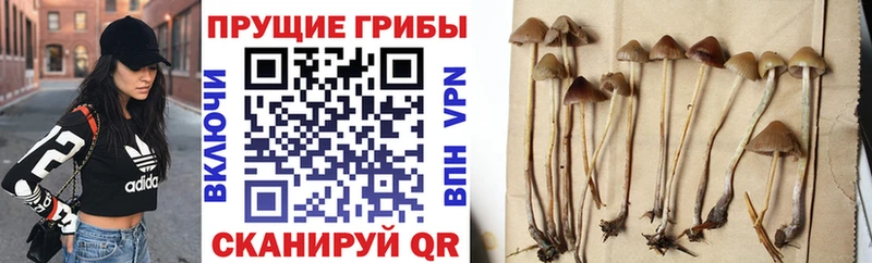 Псилоцибиновые грибы MAGIC MUSHROOMS гидра ссылка Неман